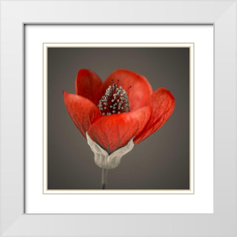 Close-up of red abutilon nabob White Modern Wood Framed Art Print with Double Matting by Frank, Assaf