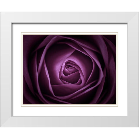 Close-up of purple rose, full frame White Modern Wood Framed Art Print with Double Matting by Frank, Assaf