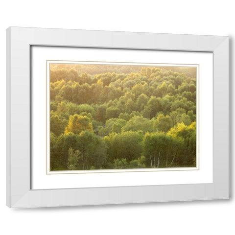 Tree tops at dusk White Modern Wood Framed Art Print with Double Matting by Frank, Assaf