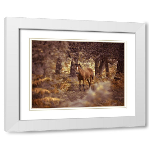 Wild Horse-New Forest White Modern Wood Framed Art Print with Double Matting by Frank, Assaf