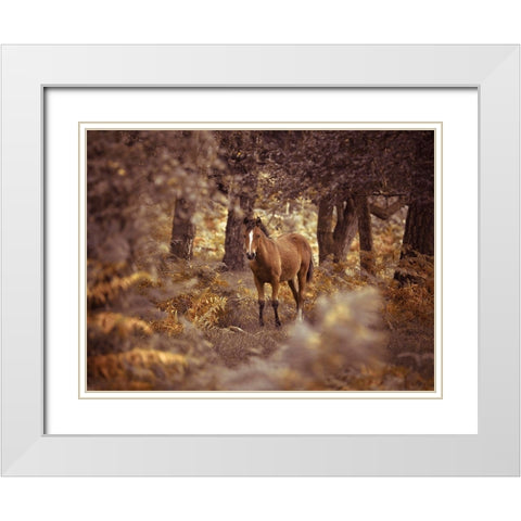 Wild Horse-New Forest White Modern Wood Framed Art Print with Double Matting by Frank, Assaf