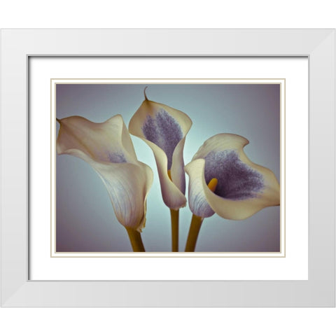 Close-up of three white Calla Lilies, Studio Shot White Modern Wood Framed Art Print with Double Matting by Frank, Assaf