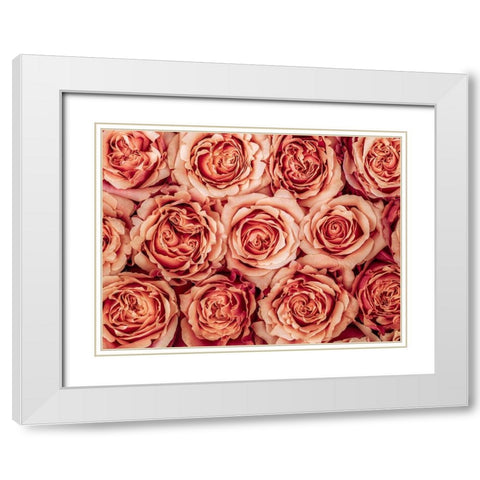 Background of roses White Modern Wood Framed Art Print with Double Matting by Frank, Assaf