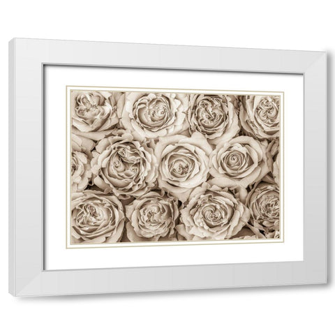 Background of roses White Modern Wood Framed Art Print with Double Matting by Frank, Assaf
