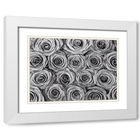 Background of roses White Modern Wood Framed Art Print with Double Matting by Frank, Assaf
