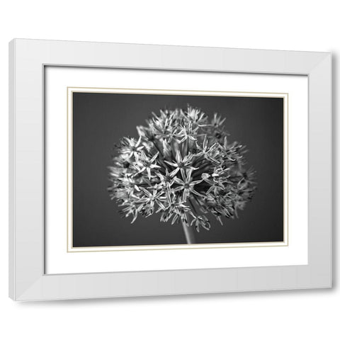 Allium flower White Modern Wood Framed Art Print with Double Matting by Frank, Assaf