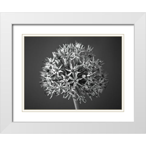 Allium flower White Modern Wood Framed Art Print with Double Matting by Frank, Assaf