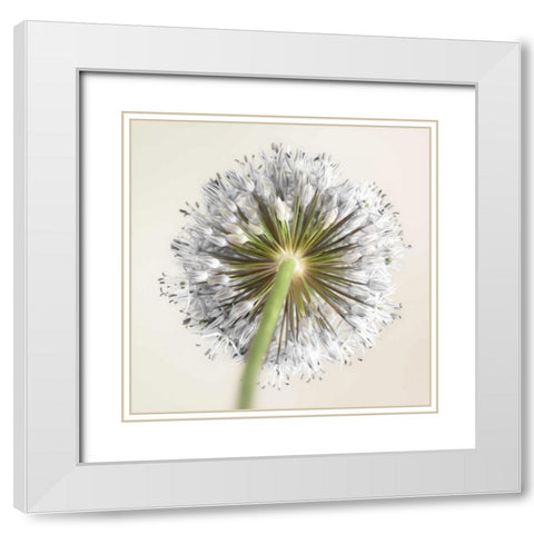 Allium flower White Modern Wood Framed Art Print with Double Matting by Frank, Assaf