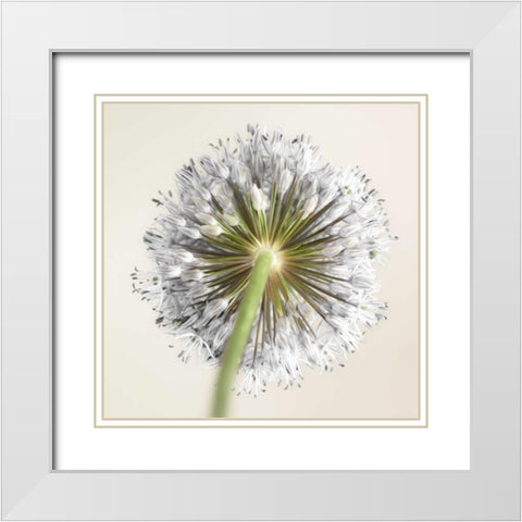 Allium flower White Modern Wood Framed Art Print with Double Matting by Frank, Assaf