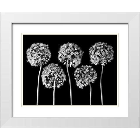 Allium flowers White Modern Wood Framed Art Print with Double Matting by Frank, Assaf