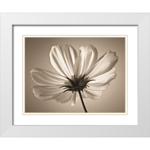Cosmos flower White Modern Wood Framed Art Print with Double Matting by Frank, Assaf