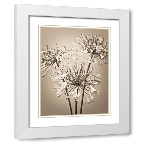 African Lilies White Modern Wood Framed Art Print with Double Matting by Frank, Assaf