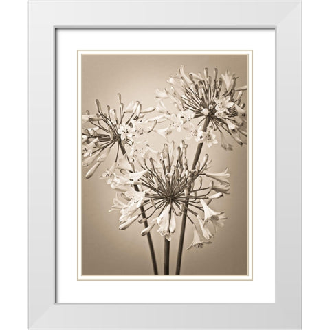 African Lilies White Modern Wood Framed Art Print with Double Matting by Frank, Assaf
