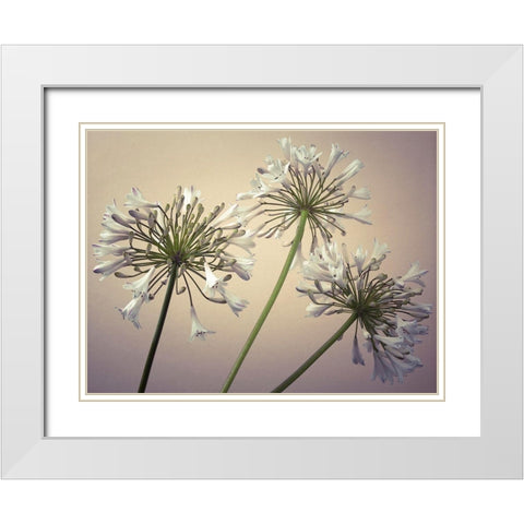 African Lilies White Modern Wood Framed Art Print with Double Matting by Frank, Assaf