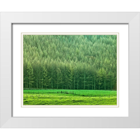 Forest edge White Modern Wood Framed Art Print with Double Matting by Frank, Assaf