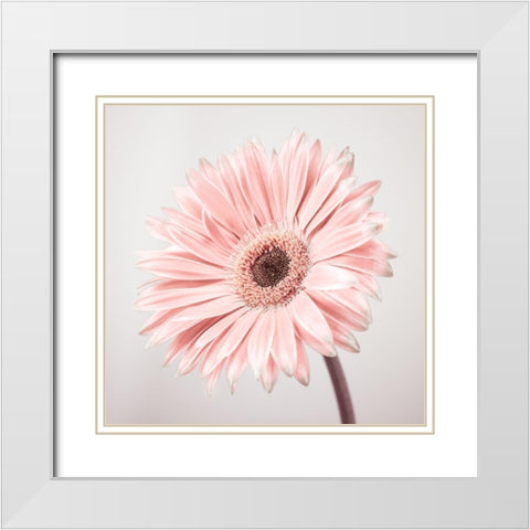 Gerbera Flower - FTBR-1927 White Modern Wood Framed Art Print with Double Matting by Frank, Assaf