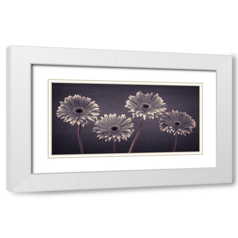 Four Gerberas, FTBR-1883 White Modern Wood Framed Art Print with Double Matting by Frank, Assaf