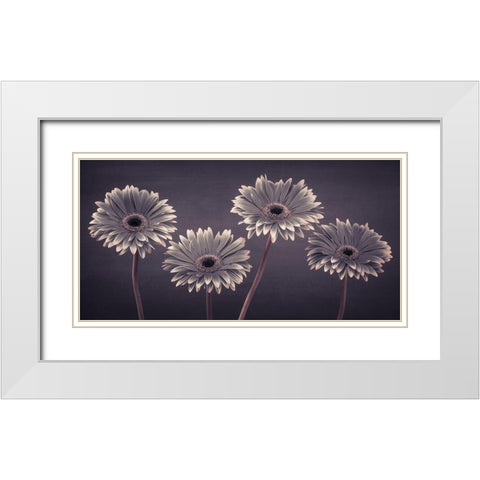 Four Gerberas, FTBR-1883 White Modern Wood Framed Art Print with Double Matting by Frank, Assaf