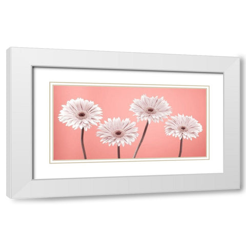 Four Gerberas, FTBR-1884 White Modern Wood Framed Art Print with Double Matting by Frank, Assaf