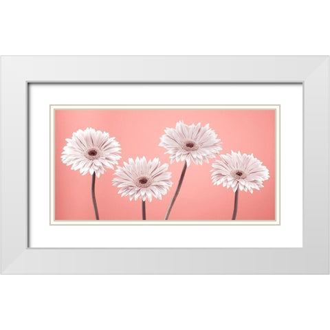 Four Gerberas, FTBR-1884 White Modern Wood Framed Art Print with Double Matting by Frank, Assaf
