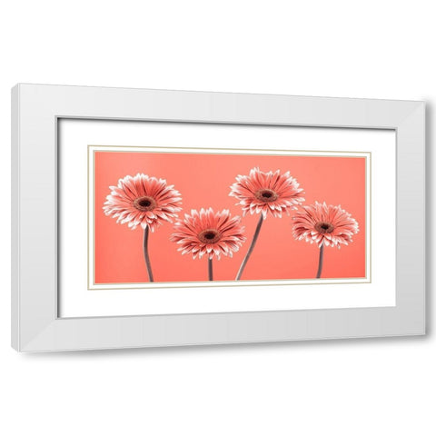 Four Gerberas - FTBR-1932 White Modern Wood Framed Art Print with Double Matting by Frank, Assaf