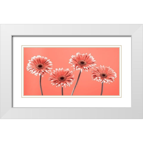 Four Gerberas - FTBR-1932 White Modern Wood Framed Art Print with Double Matting by Frank, Assaf