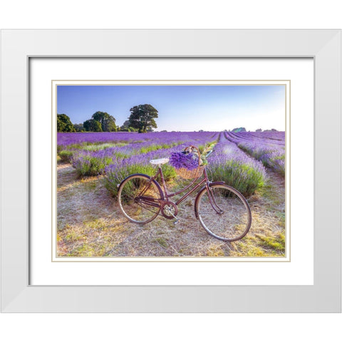 Bicycle with flowers in a Lavender field White Modern Wood Framed Art Print with Double Matting by Frank, Assaf
