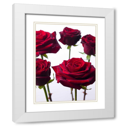 Full frame of fresh Dahlia flowers White Modern Wood Framed Art Print with Double Matting by Frank, Assaf