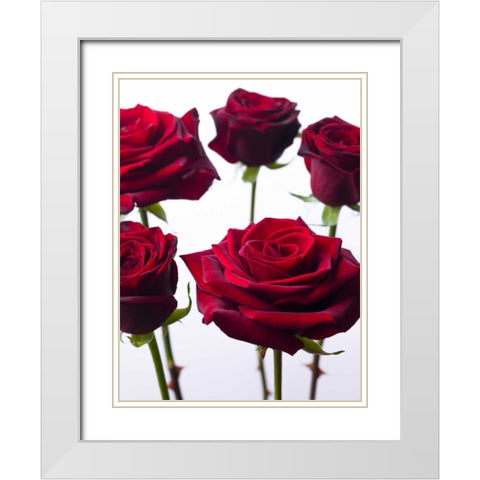 Full frame of fresh Dahlia flowers White Modern Wood Framed Art Print with Double Matting by Frank, Assaf
