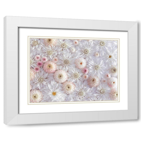 Dahlia flowers White Modern Wood Framed Art Print with Double Matting by Frank, Assaf