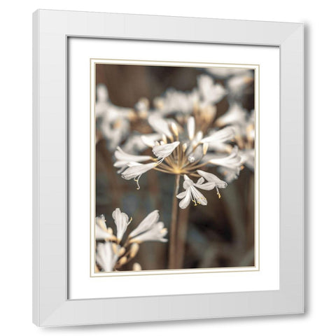 African Lilies White Modern Wood Framed Art Print with Double Matting by Frank, Assaf