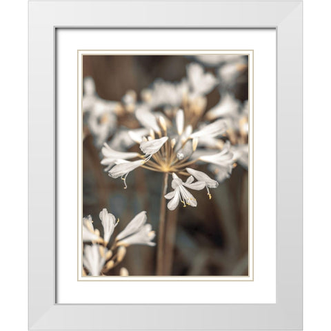 African Lilies White Modern Wood Framed Art Print with Double Matting by Frank, Assaf