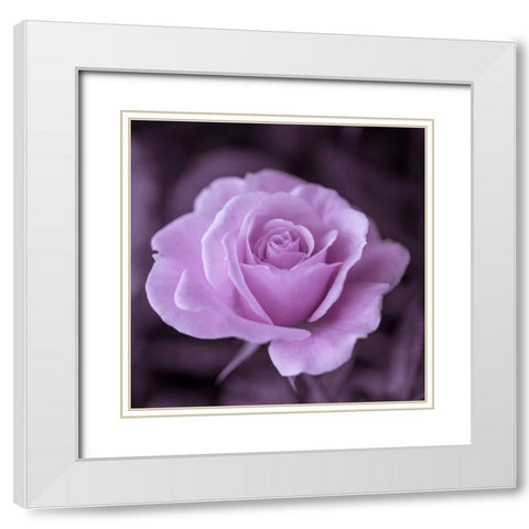 Beautiful garden rose White Modern Wood Framed Art Print with Double Matting by Frank, Assaf