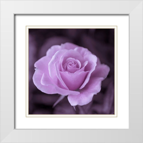 Beautiful garden rose White Modern Wood Framed Art Print with Double Matting by Frank, Assaf