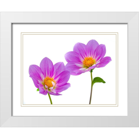Purple colored Dahila flowers White Modern Wood Framed Art Print with Double Matting by Frank, Assaf