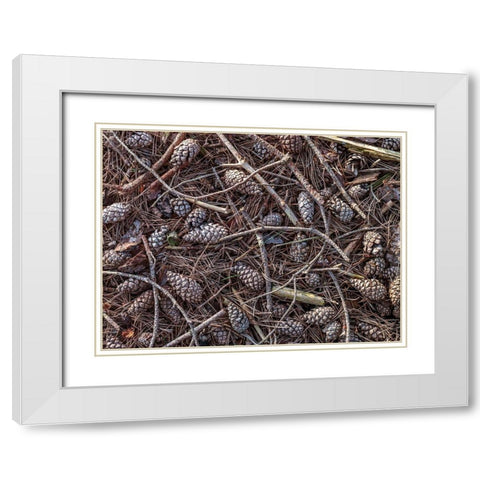 Pine cones and tree branches White Modern Wood Framed Art Print with Double Matting by Frank, Assaf