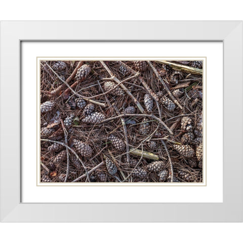 Pine cones and tree branches White Modern Wood Framed Art Print with Double Matting by Frank, Assaf