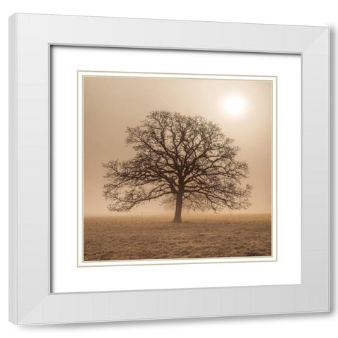 Trees in grass fields White Modern Wood Framed Art Print with Double Matting by Frank, Assaf