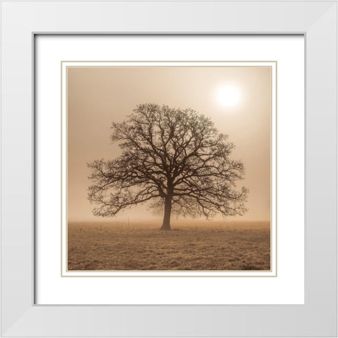 Trees in grass fields White Modern Wood Framed Art Print with Double Matting by Frank, Assaf
