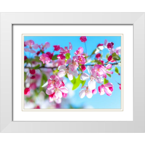 Cherry Blossom flowers White Modern Wood Framed Art Print with Double Matting by Frank, Assaf