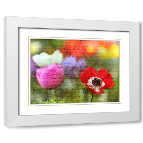 Colorful Anemone flowers in garden White Modern Wood Framed Art Print with Double Matting by Frank, Assaf