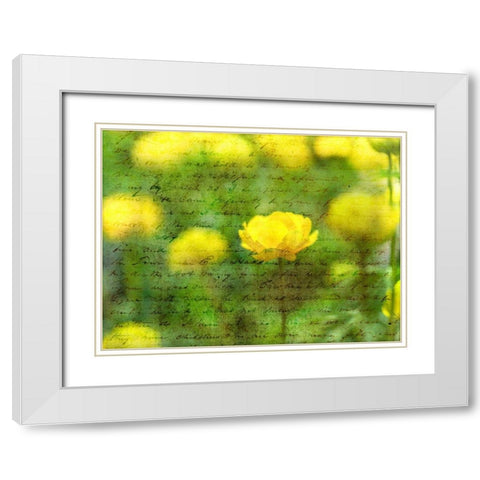 Beautiful Yellow colored Anemone flowers in garden White Modern Wood Framed Art Print with Double Matting by Frank, Assaf