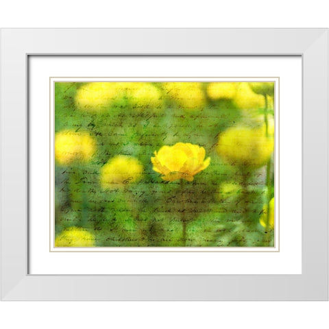 Beautiful Yellow colored Anemone flowers in garden White Modern Wood Framed Art Print with Double Matting by Frank, Assaf
