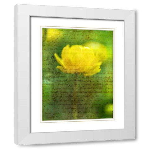 Beautiful Yellow colored Anemone flowers in garden White Modern Wood Framed Art Print with Double Matting by Frank, Assaf