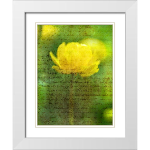 Beautiful Yellow colored Anemone flowers in garden White Modern Wood Framed Art Print with Double Matting by Frank, Assaf