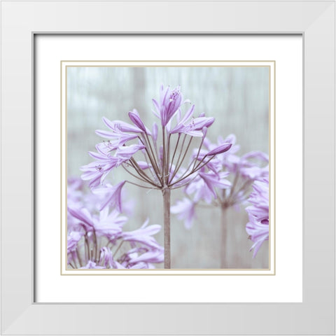 African Lilies White Modern Wood Framed Art Print with Double Matting by Frank, Assaf