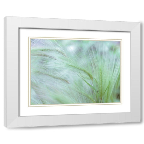 Wild grass Foxtail Barley White Modern Wood Framed Art Print with Double Matting by Frank, Assaf