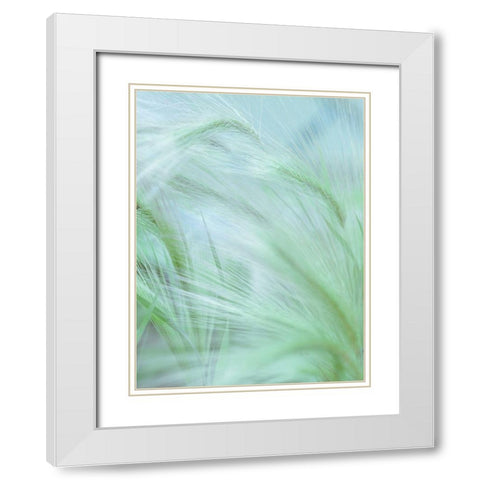 Wild grass Foxtail Barley White Modern Wood Framed Art Print with Double Matting by Frank, Assaf