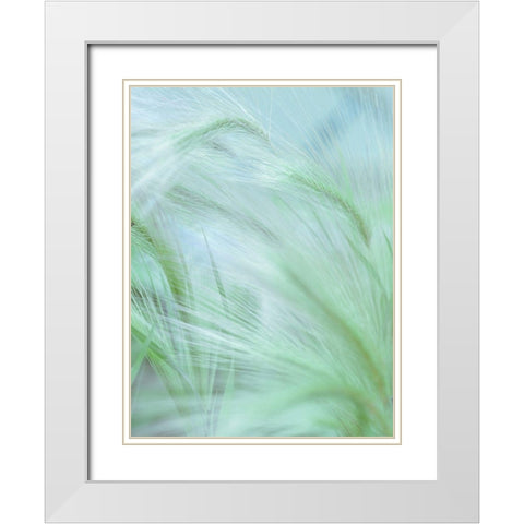 Wild grass Foxtail Barley White Modern Wood Framed Art Print with Double Matting by Frank, Assaf