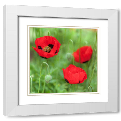 Fresh Poppies in garden White Modern Wood Framed Art Print with Double Matting by Frank, Assaf